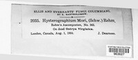 Hysterobrevium mori image